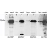 Western Blot - Anti-AIRE Antibody (A83252) - Antibodies.com