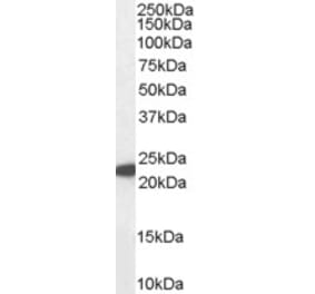 Western Blot - Anti-Glutathione Peroxidase 1 Antibody (A83254) - Antibodies.com