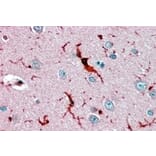 Immunohistochemistry - Anti-Glutathione Peroxidase 1 Antibody (A83254) - Antibodies.com