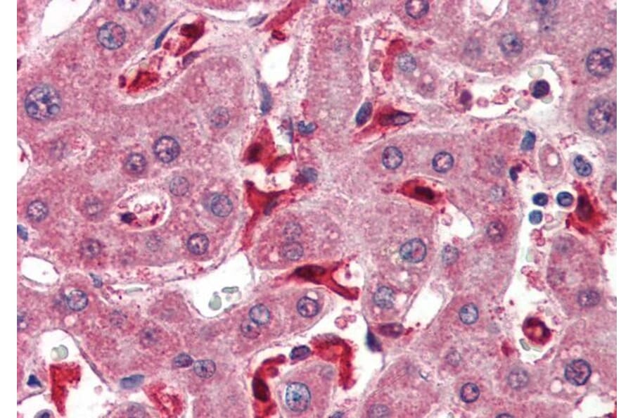 Immunohistochemistry - Anti-Glutathione Peroxidase 1 Antibody (A83254) - Antibodies.com