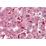 Immunohistochemistry - Anti-Glutathione Peroxidase 1 Antibody (A83254) - Antibodies.com