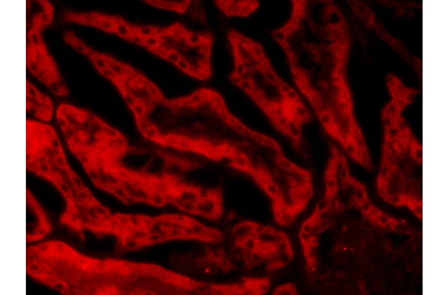 Immunohistochemistry - Anti-Glutathione Peroxidase 1 Antibody (A83254) - Antibodies.com