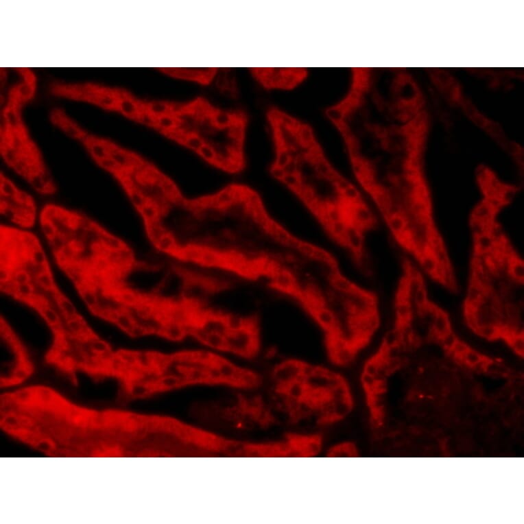 Immunohistochemistry - Anti-Glutathione Peroxidase 1 Antibody (A83254) - Antibodies.com