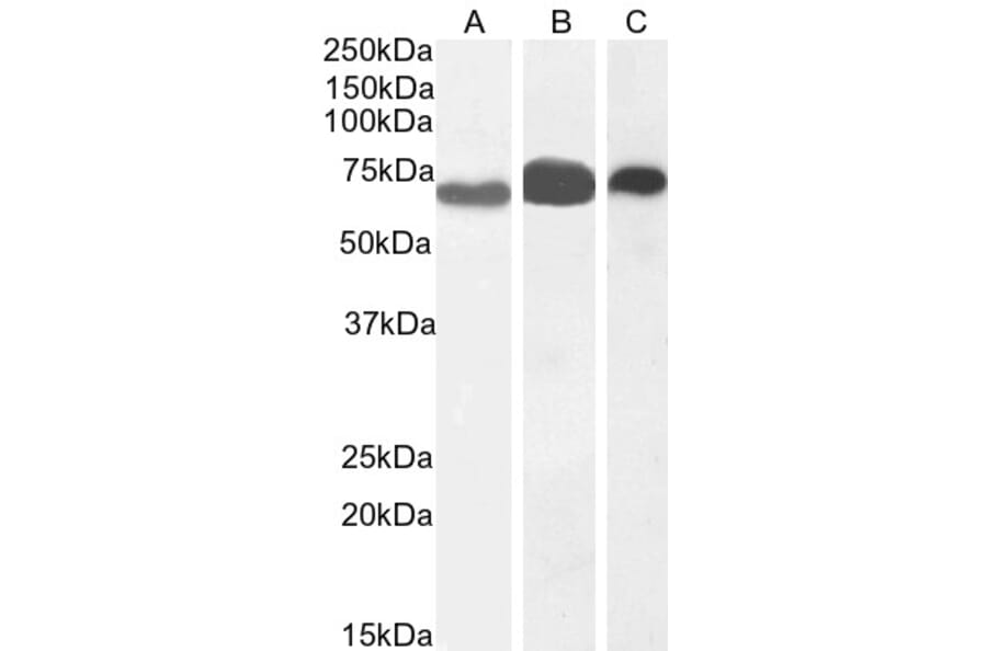 Western Blot - Anti-EHD2 Antibody (A83258) - Antibodies.com