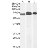 Western Blot - Anti-EHD2 Antibody (A83258) - Antibodies.com