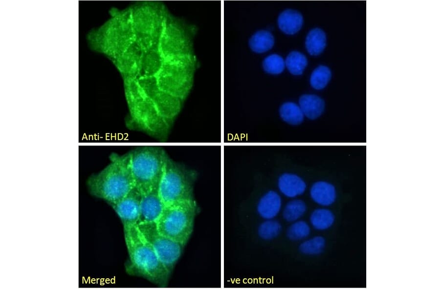 Immunofluorescence - Anti-EHD2 Antibody (A83258) - Antibodies.com
