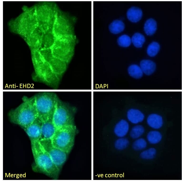 Immunofluorescence - Anti-EHD2 Antibody (A83258) - Antibodies.com