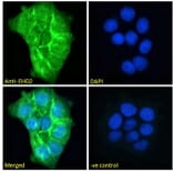 Immunofluorescence - Anti-EHD2 Antibody (A83258) - Antibodies.com