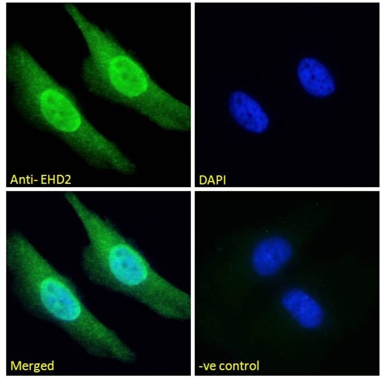 Immunofluorescence - Anti-EHD2 Antibody (A83258) - Antibodies.com