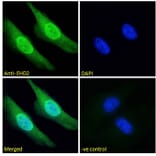 Immunofluorescence - Anti-EHD2 Antibody (A83258) - Antibodies.com