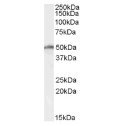 Western Blot - Anti-DDX19B Antibody (A83259) - Antibodies.com