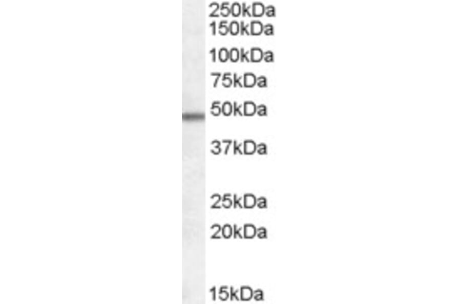 Western Blot - Anti-Orexin Receptor 1 + Orexin Receptor 2 Antibody (A83262) - Antibodies.com