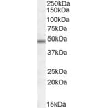 Western Blot - Anti-Orexin Receptor 1 + Orexin Receptor 2 Antibody (A83262) - Antibodies.com