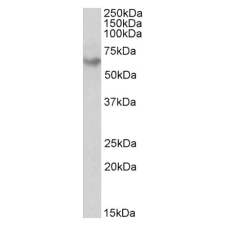 Western Blot - Anti-GAD65 Antibody (A83263) - Antibodies.com