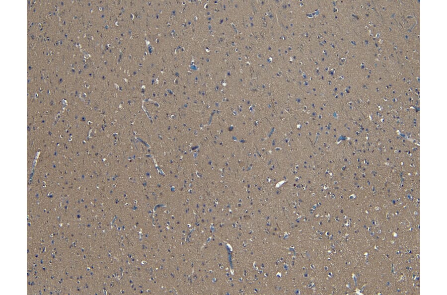 Immunohistochemistry - Anti-GAD65 Antibody (A83263) - Antibodies.com