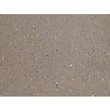 Immunohistochemistry - Anti-GAD65 Antibody (A83263) - Antibodies.com