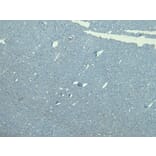 Immunohistochemistry - Anti-GAD65 Antibody (A83263) - Antibodies.com