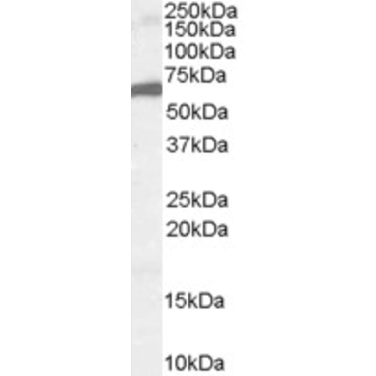 Western Blot - Anti-FOXA2 Antibody (A83266) - Antibodies.com