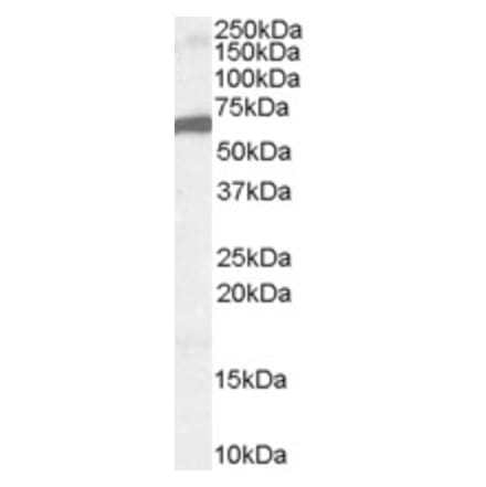 Western Blot - Anti-FOXA2 Antibody (A83266) - Antibodies.com
