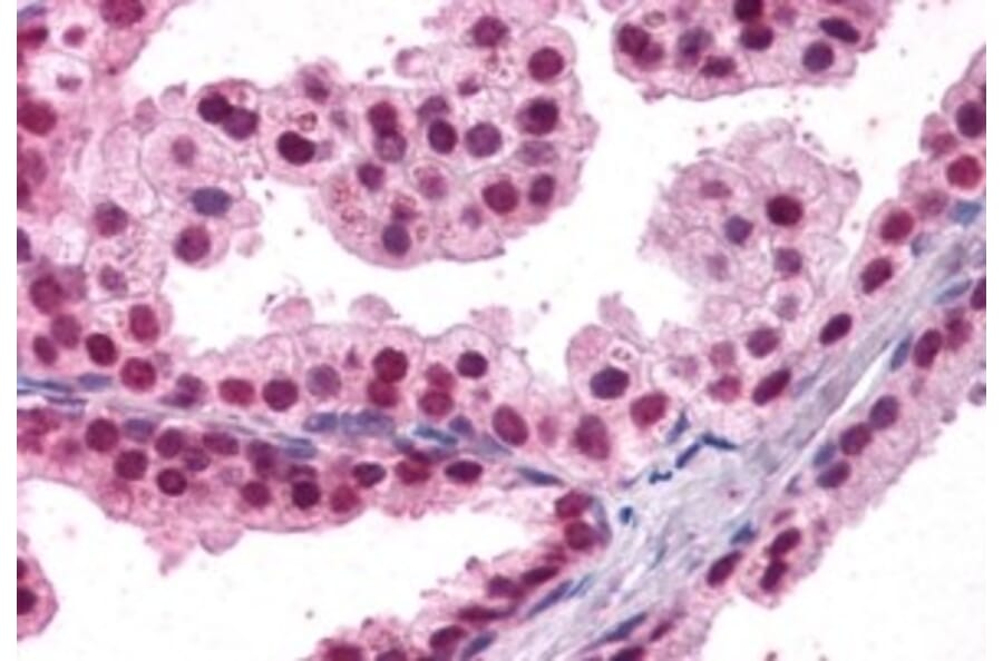 Immunohistochemistry - Anti-FOXA2 Antibody (A83266) - Antibodies.com