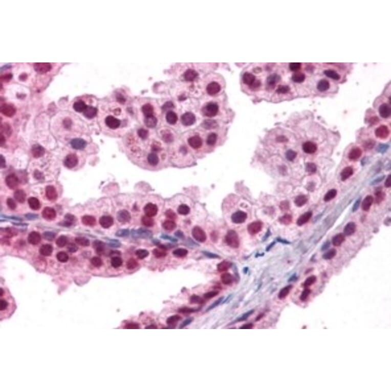 Immunohistochemistry - Anti-FOXA2 Antibody (A83266) - Antibodies.com