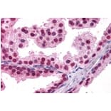 Immunohistochemistry - Anti-FOXA2 Antibody (A83266) - Antibodies.com