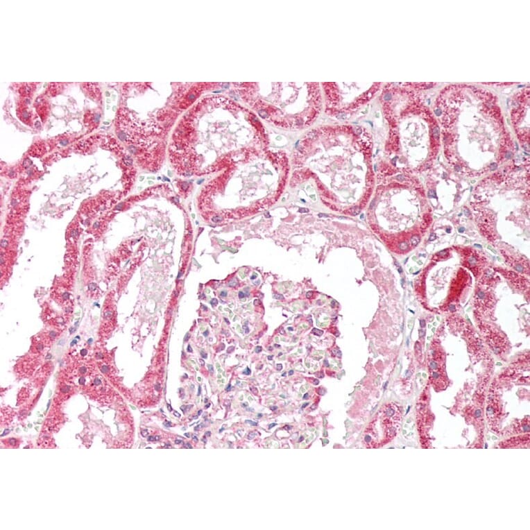 Immunohistochemistry - Anti-OSBPL5/ORP5 Antibody (A83267) - Antibodies.com