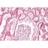 Immunohistochemistry - Anti-OSBPL5/ORP5 Antibody (A83267) - Antibodies.com