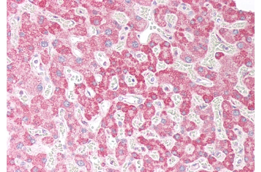 Immunohistochemistry - Anti-OSBPL5/ORP5 Antibody (A83267) - Antibodies.com