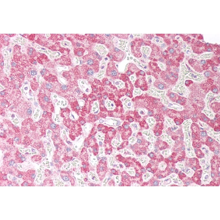 Immunohistochemistry - Anti-OSBPL5/ORP5 Antibody (A83267) - Antibodies.com