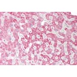 Immunohistochemistry - Anti-OSBPL5/ORP5 Antibody (A83267) - Antibodies.com