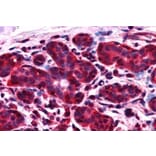 Immunohistochemistry - Anti-ALS2CR1 Antibody (A83268) - Antibodies.com