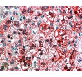 Immunohistochemistry - Anti-Axin 1 Antibody (A83272) - Antibodies.com