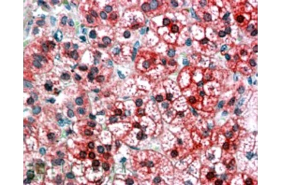 Immunohistochemistry - Anti-Axin 1 Antibody (A83272) - Antibodies.com