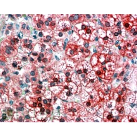 Immunohistochemistry - Anti-Axin 1 Antibody (A83272) - Antibodies.com