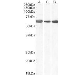 Western Blot - Anti-ELF1 Antibody (A83273) - Antibodies.com