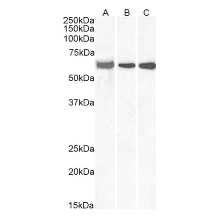 Western Blot - Anti-ELF1 Antibody (A83273) - Antibodies.com