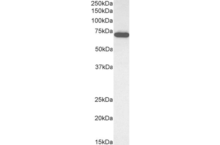 Western Blot - Anti-ELF1 Antibody (A83273) - Antibodies.com