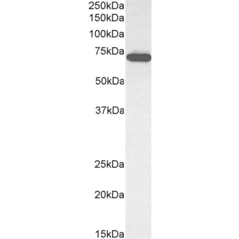 Western Blot - Anti-ELF1 Antibody (A83273) - Antibodies.com