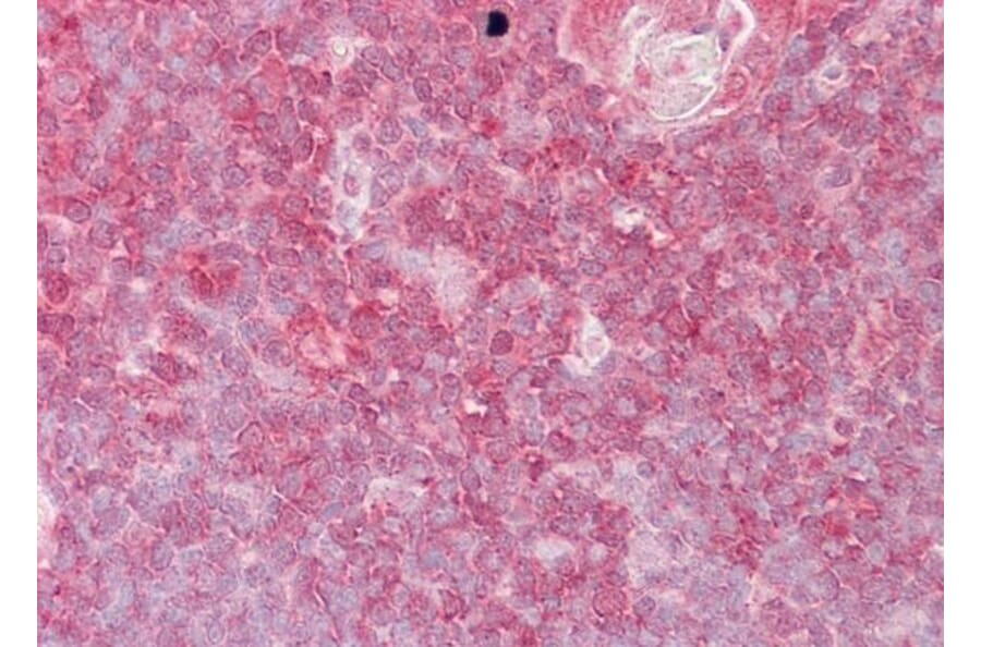 Immunohistochemistry - Anti-ELF1 Antibody (A83273) - Antibodies.com