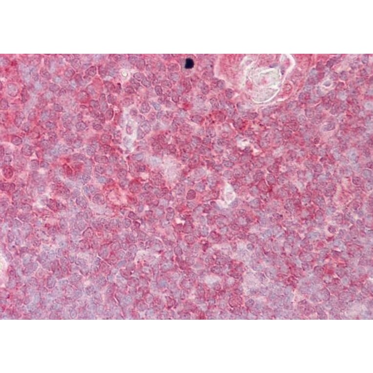 Immunohistochemistry - Anti-ELF1 Antibody (A83273) - Antibodies.com