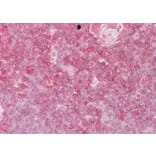 Immunohistochemistry - Anti-ELF1 Antibody (A83273) - Antibodies.com