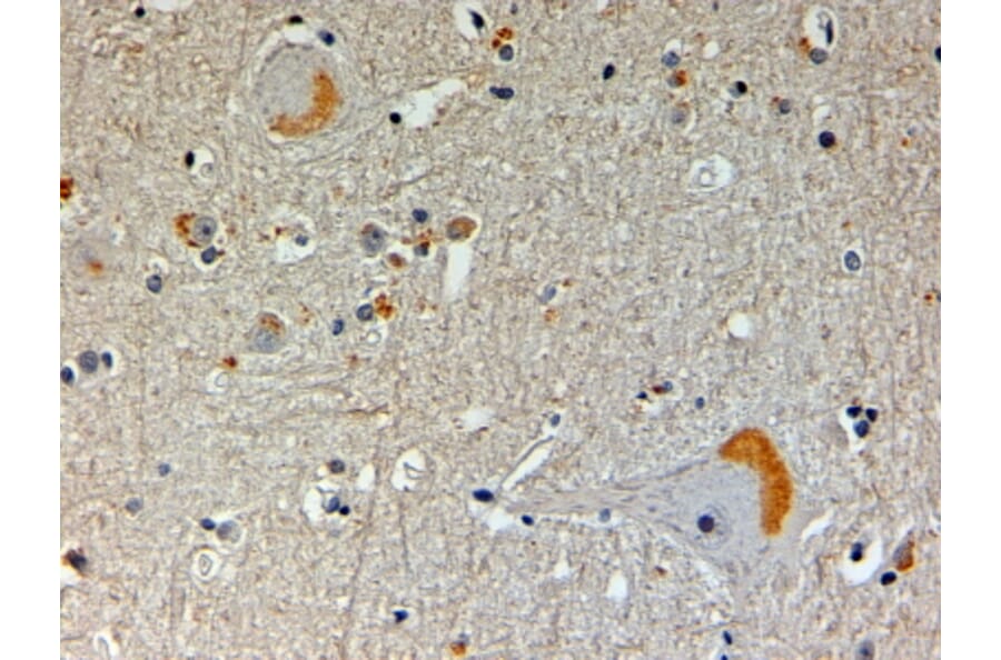 Immunohistochemistry - Anti-CAPON/NOS1AP Antibody (A83274) - Antibodies.com