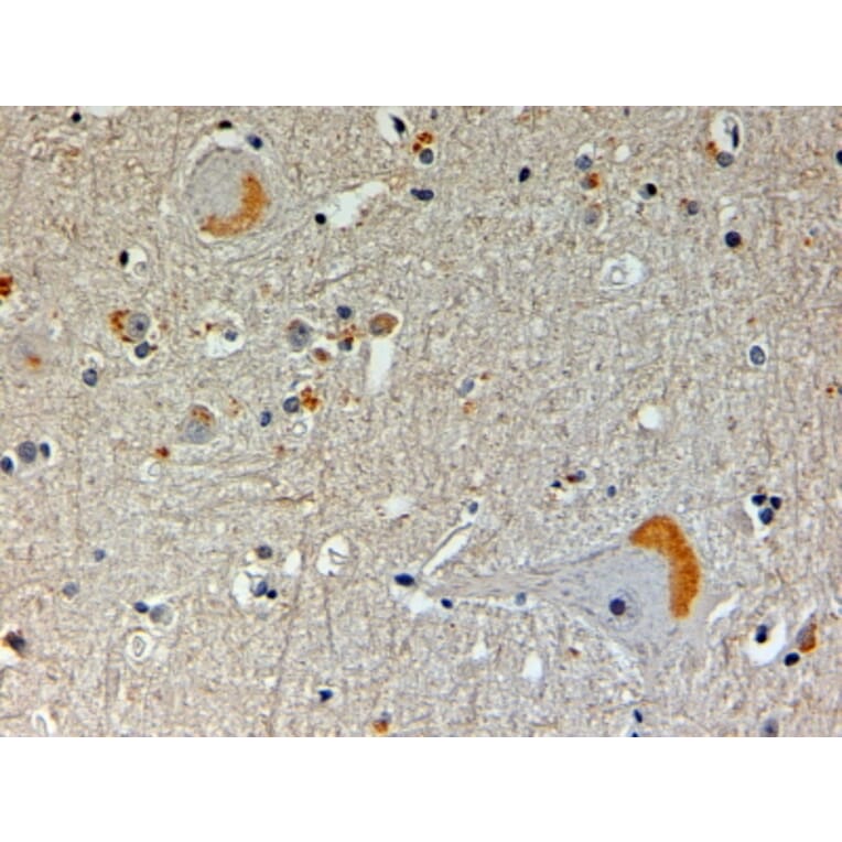 Immunohistochemistry - Anti-CAPON/NOS1AP Antibody (A83274) - Antibodies.com