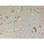 Immunohistochemistry - Anti-CAPON/NOS1AP Antibody (A83274) - Antibodies.com