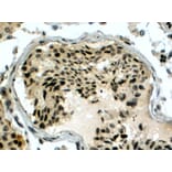 Immunohistochemistry - Anti-RAD51AP1 Antibody (A83275) - Antibodies.com