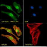 Immunofluorescence - Anti-RAD51AP1 Antibody (A83275) - Antibodies.com
