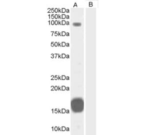 Western Blot - Anti-GRAF Antibody (A83279) - Antibodies.com