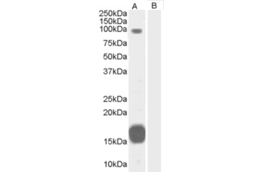 Western Blot - Anti-GRAF Antibody (A83279) - Antibodies.com