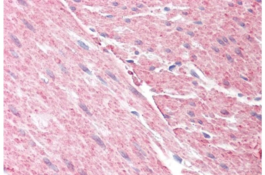Immunohistochemistry - Anti-GRAF Antibody (A83279) - Antibodies.com